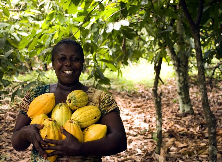 Cacao 1